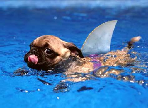 pugshark.jpg picture by Im-not-normal