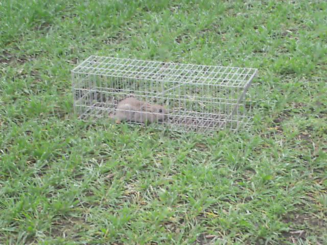 rabbitsmarch011.jpg