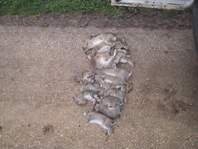 rabbitsmarch013.jpg