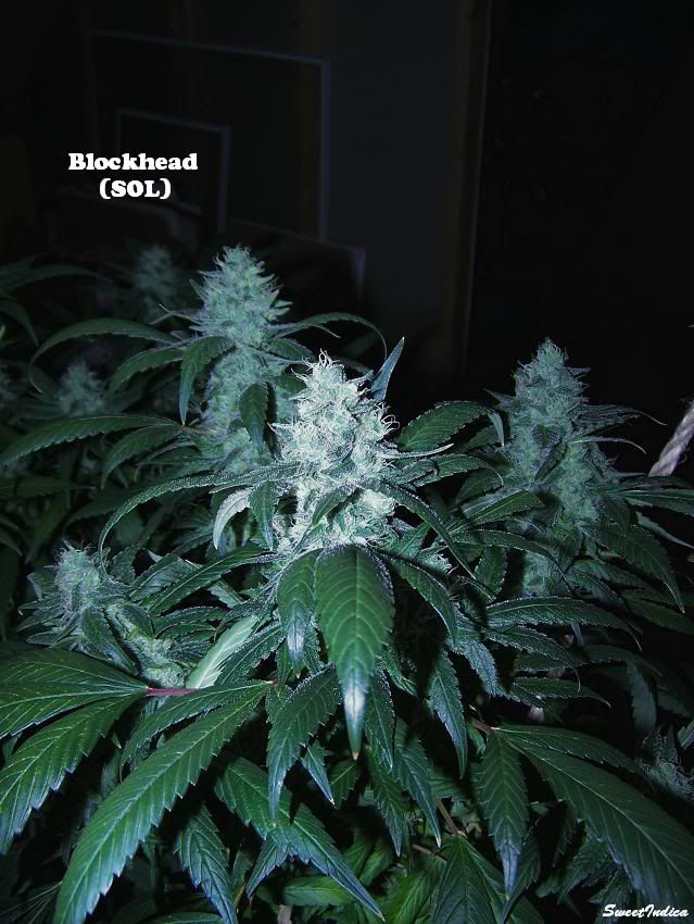 BlockheadDay36Flowering2.jpg