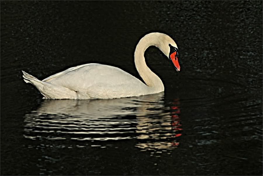 Fotografie