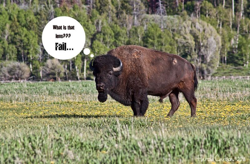 IMAGE: http://i989.photobucket.com/albums/af17/mpix345/buffalo_zps942d7386.jpg