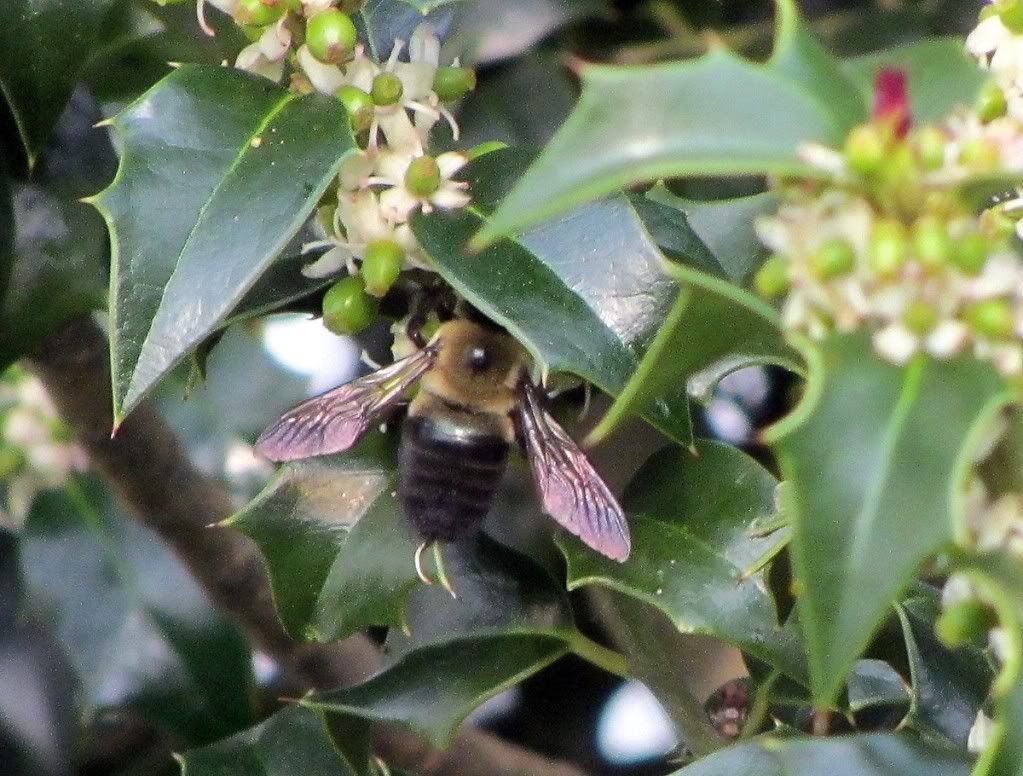 IMAGE: http://i989.photobucket.com/albums/af17/mpix345/westar/bee.jpg