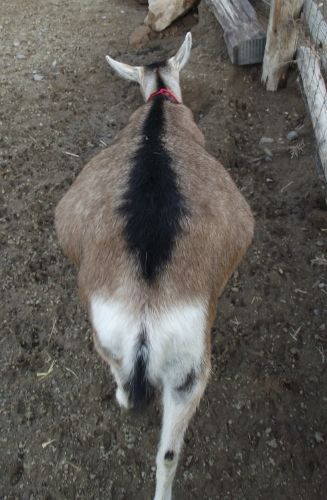 Pregnant Ladies Again... - Goats