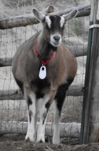 Pregnant Ladies Again... - Goats