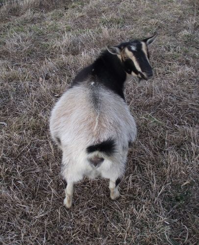 Pregnant Ladies Again... - Goats