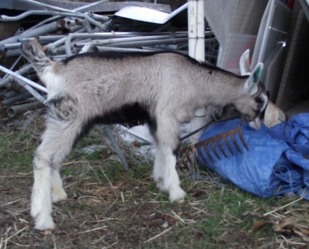 My New Baby! - Goats