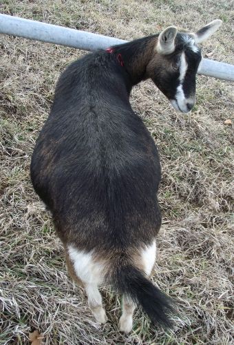 Pregnant Ladies Again... - Goats