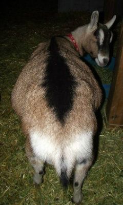 Big Belly Girls :) - Goats