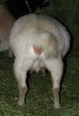 Big Belly Girls :) - Goats