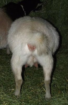 Big Belly Girls :) - Goats