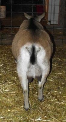 Big Belly Girls :) - Goats