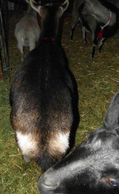 Big Belly Girls :) - Goats