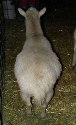 Big Belly Girls :) - Goats