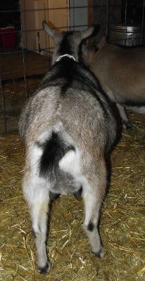 Big Belly Girls :) - Goats