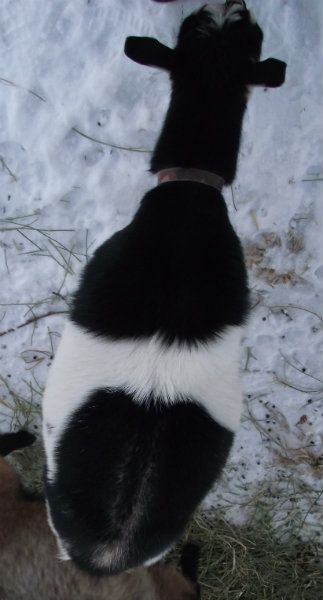 Big Belly Girls :) - Goats