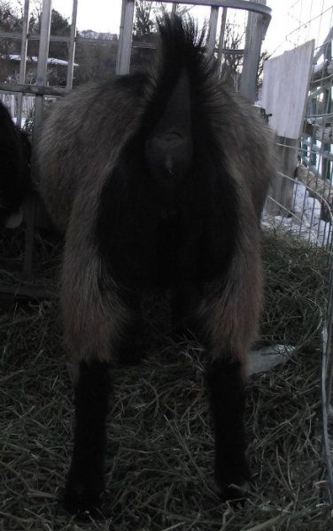 Big Belly Girls :) - Goats