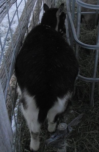 Big Belly Girls :) - Goats