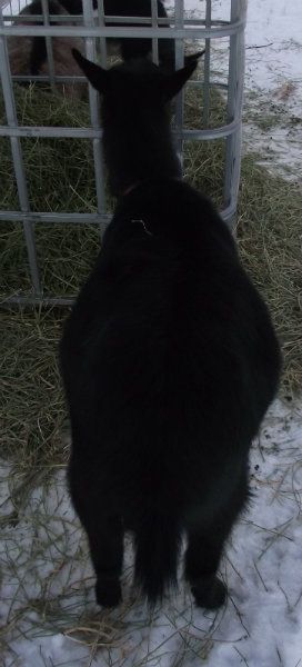 Big Belly Girls :) - Goats