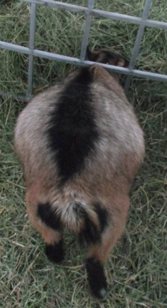 Big Belly Girls :) - Goats