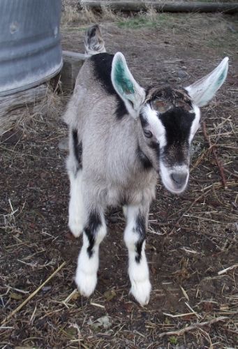 My New Baby! - Goats