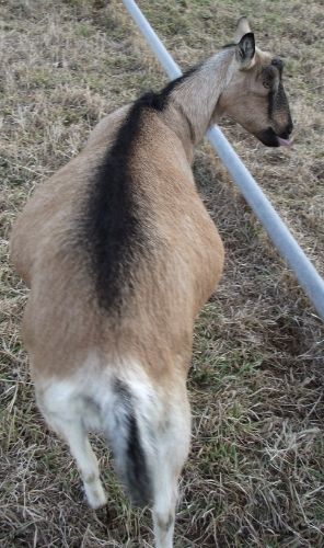 Pregnant Ladies Again... - Goats