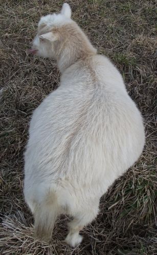 Pregnant Ladies Again... - Goats