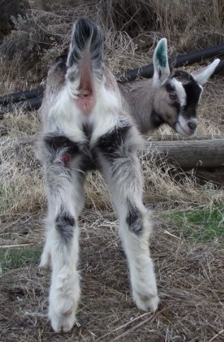 My New Baby! - Goats
