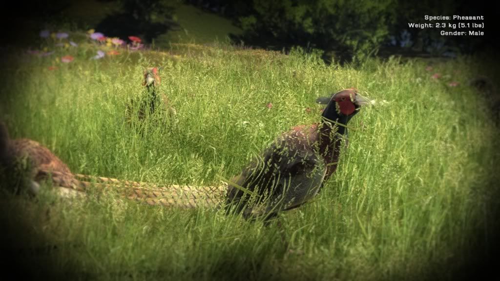 Rooster pheasant