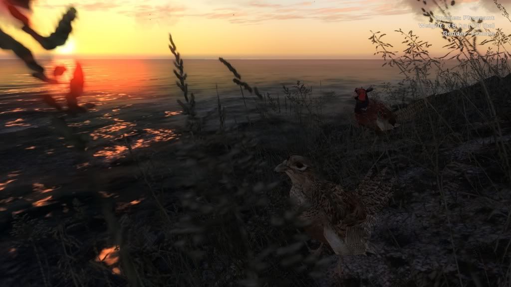 Pheasants looking at the sunset