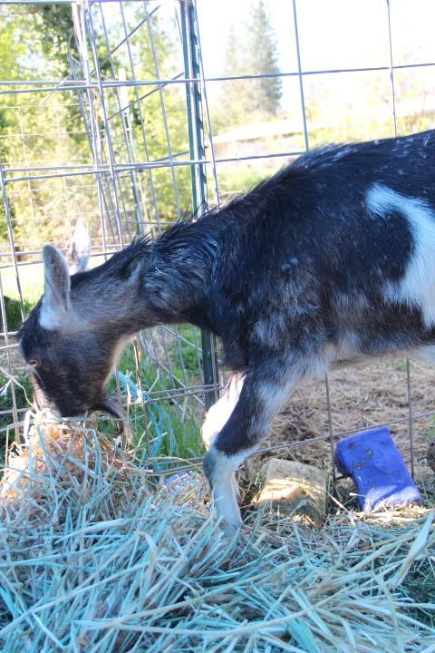 ****sucker**** - Goats