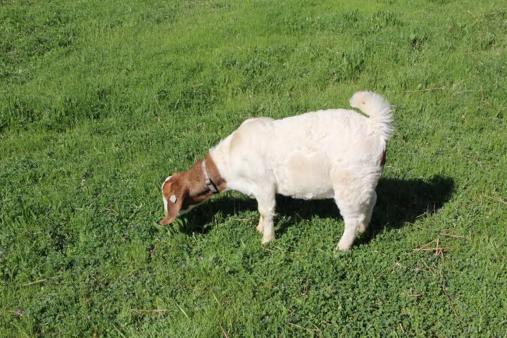 I got my Boers!!!! - Goats