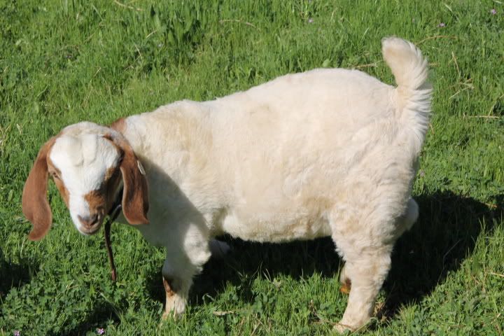 I got my Boers!!!! - Goats