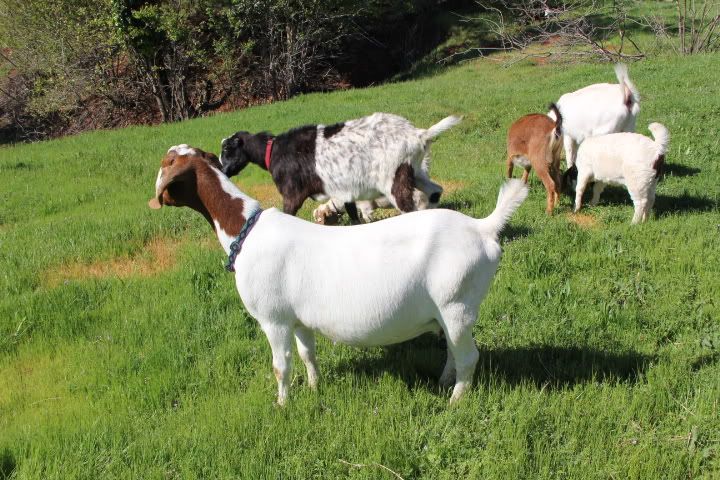 I got my Boers!!!! - Goats