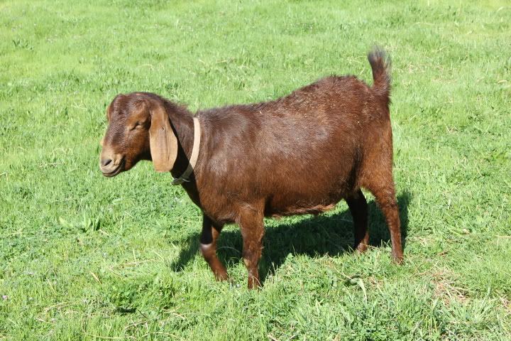 I got my Boers!!!! - Goats