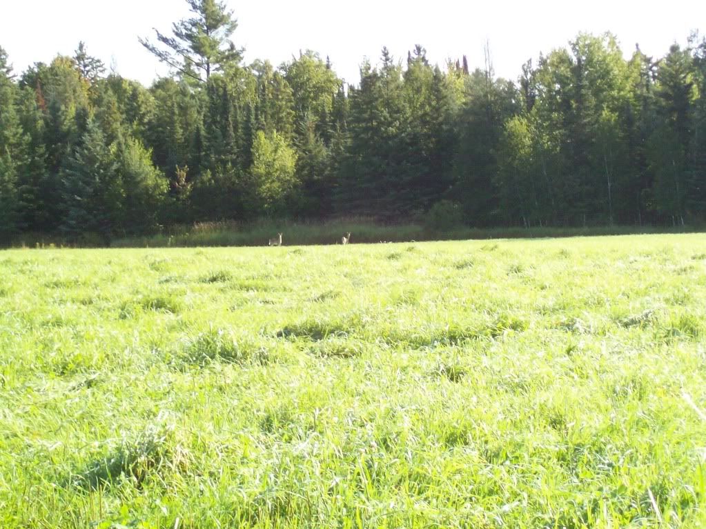 Pictures around your Homestead - Homesteading Questions