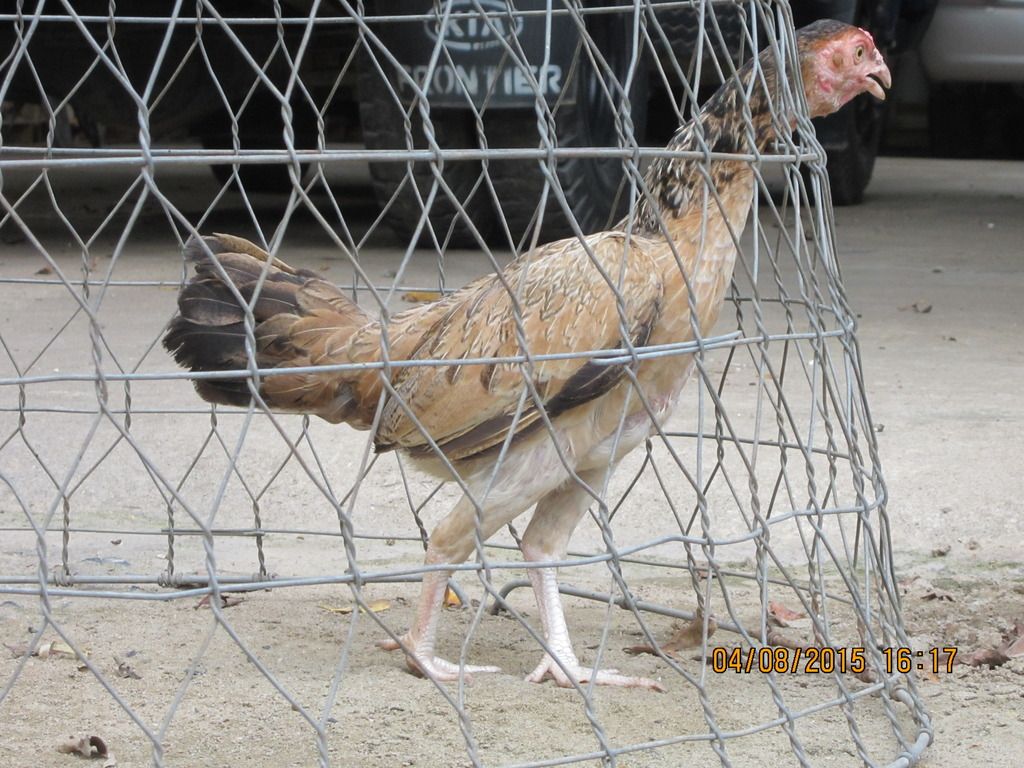 gà mái tre asil -mái tre jap