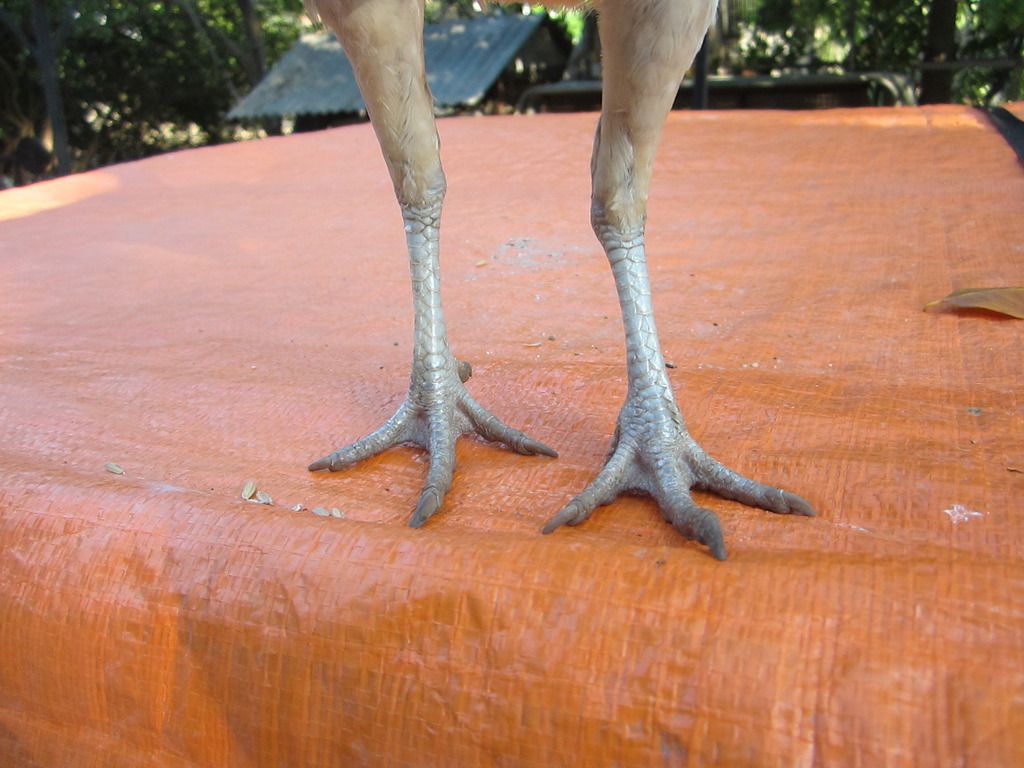 Mái tre Asil chất - 3