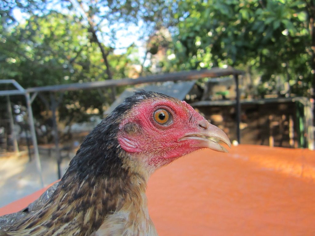 Mái tre Asil chất - 2