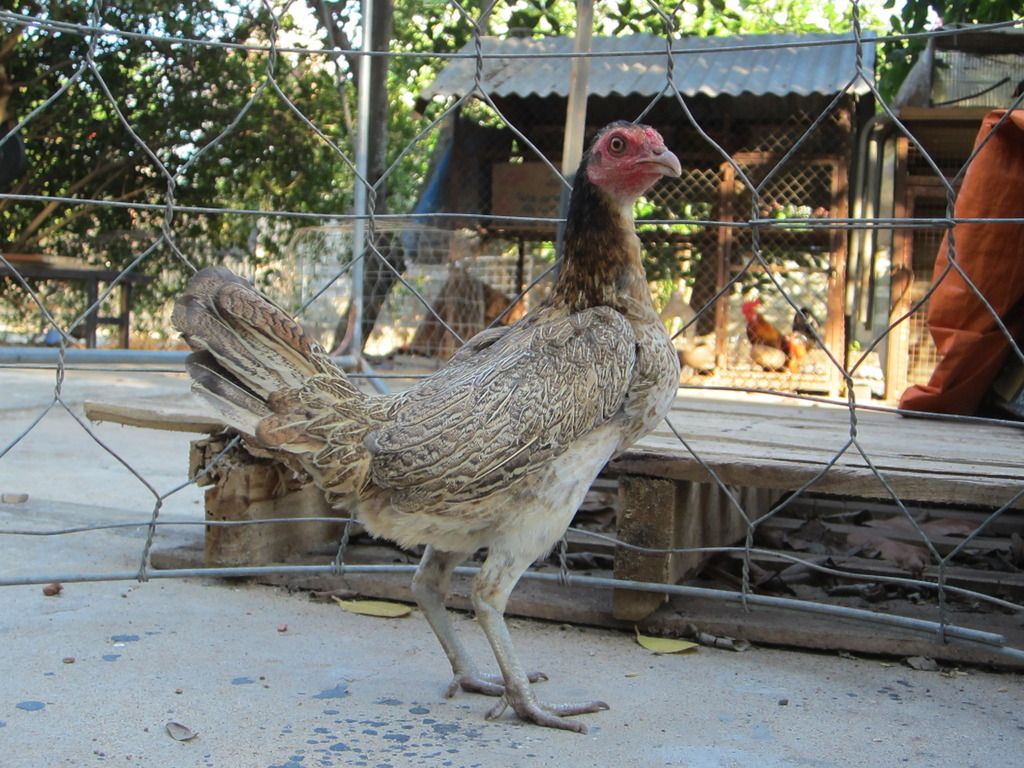 Mái tre Asil chất - 1