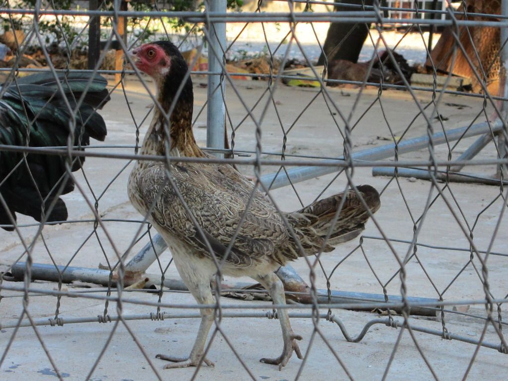 Mái tre Asil chất