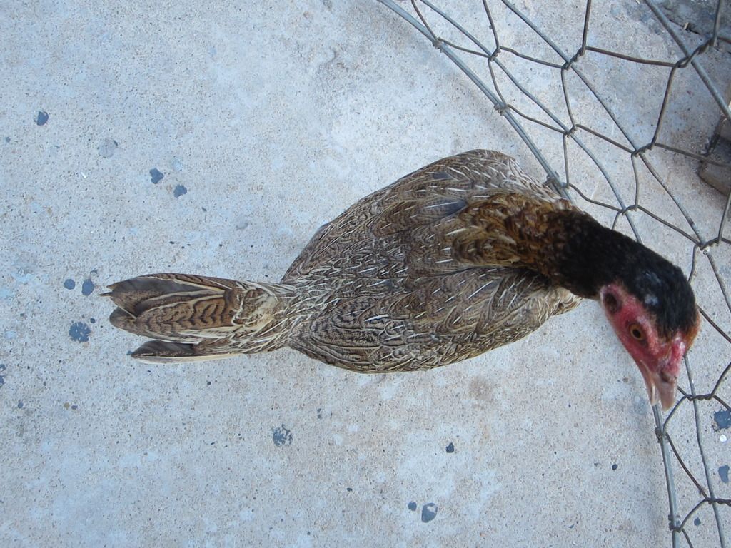 Mái tre Asil chất - 4