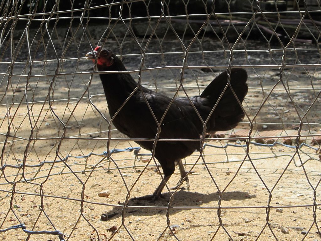 gà mái tre asil -mái tre jap - 10