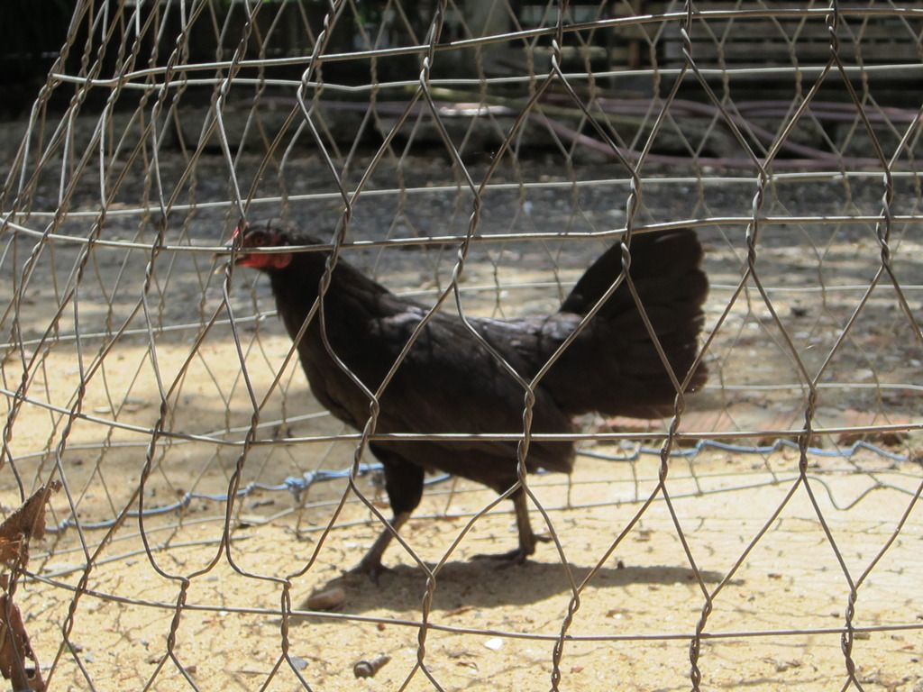 gà mái tre asil -mái tre jap - 9