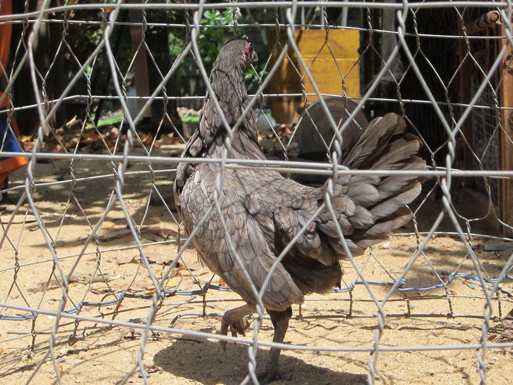 gà mái tre asil -mái tre jap - 8