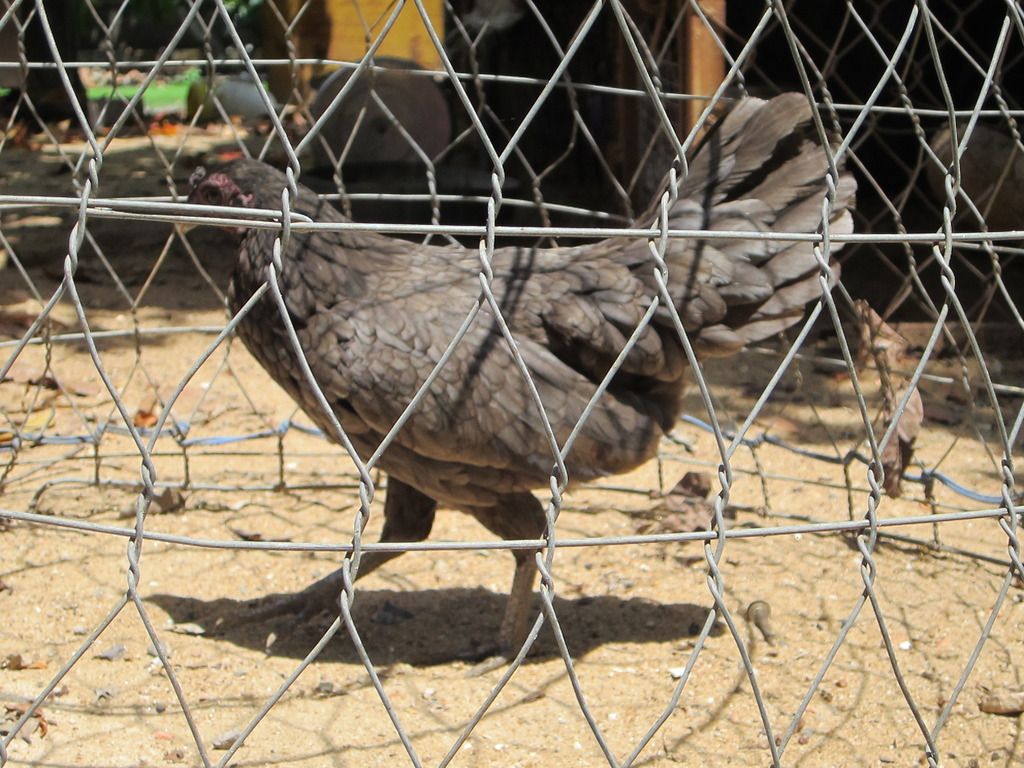 gà mái tre asil -mái tre jap - 7