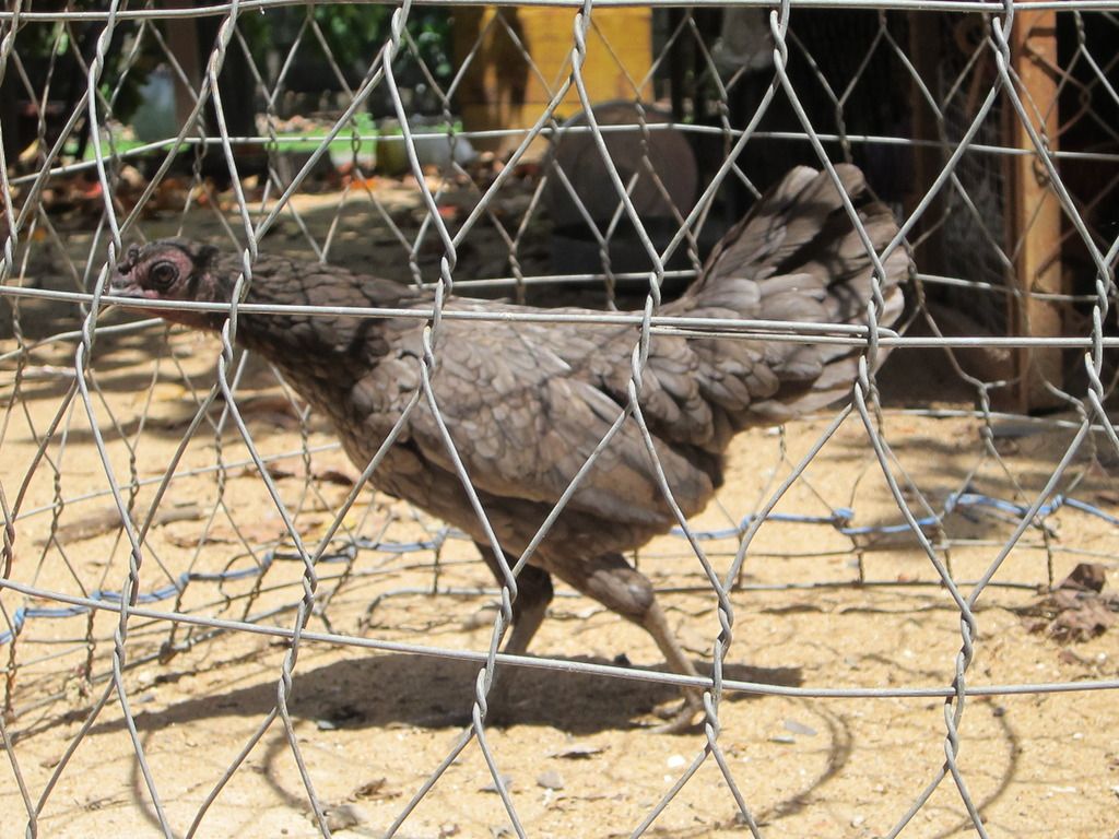 gà mái tre asil -mái tre jap - 6