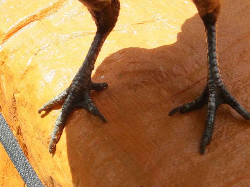 gà mái tre asil -mái tre jap - 5