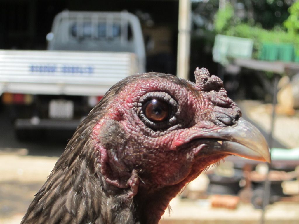 gà mái tre asil -mái tre jap - 4