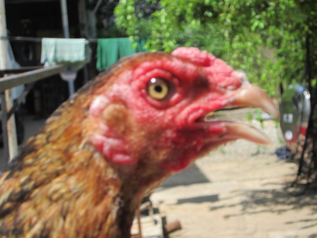 gà mái tre asil -mái tre jap - 1